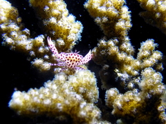 Trapezia rufopunctata