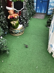 Motacilla alba yarrellii