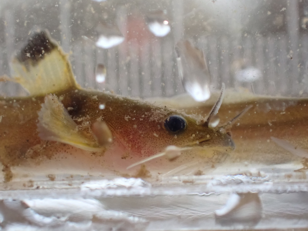 Margined madtom (Noturus insignis) — Ictaluridae