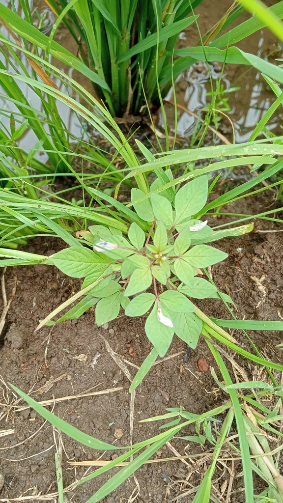 Consumption Weed (Sieruela rutidosperma)