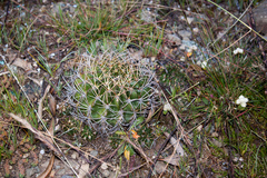 Echinopsis obrepanda