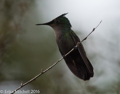 Orthorhyncus cristatus