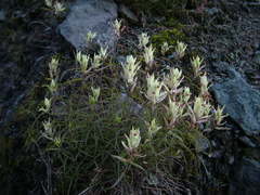 Castilleja tenella