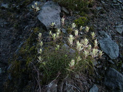 Castilleja tenella
