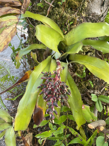 Aechmea miniata