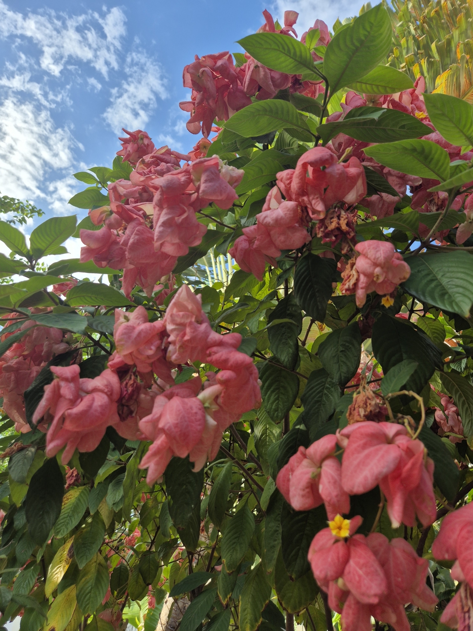 Mussaenda philippica