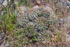 Echinopsis obrepanda