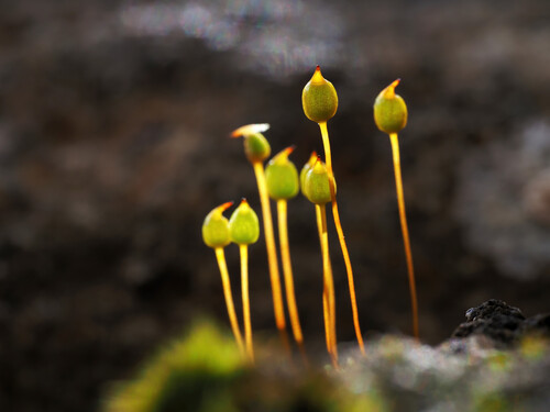 Bartramia robusta observed 2025-11-21