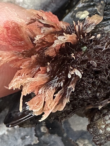 coarse sea lace (Herpochondria borealis)