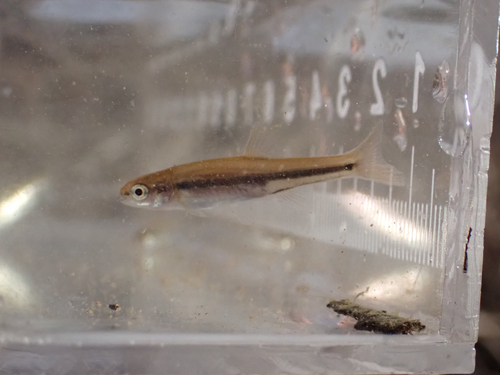 Mountain redbelly dace (Chrosomus oreas) — Cyprinidae