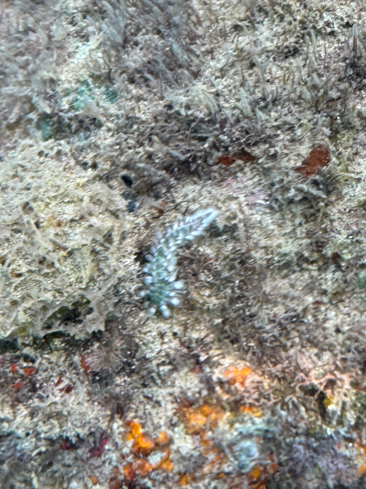 Hermodice carunculata (Pallas, 1766)