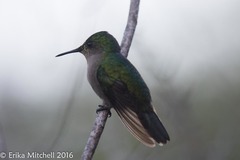 Orthorhyncus cristatus