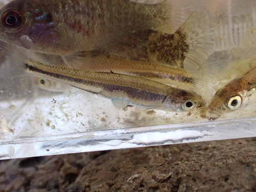 Rosefin shiner (Lythrurus ardens) — Cyprinidae