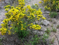 Hippocrepis emerus emeroides