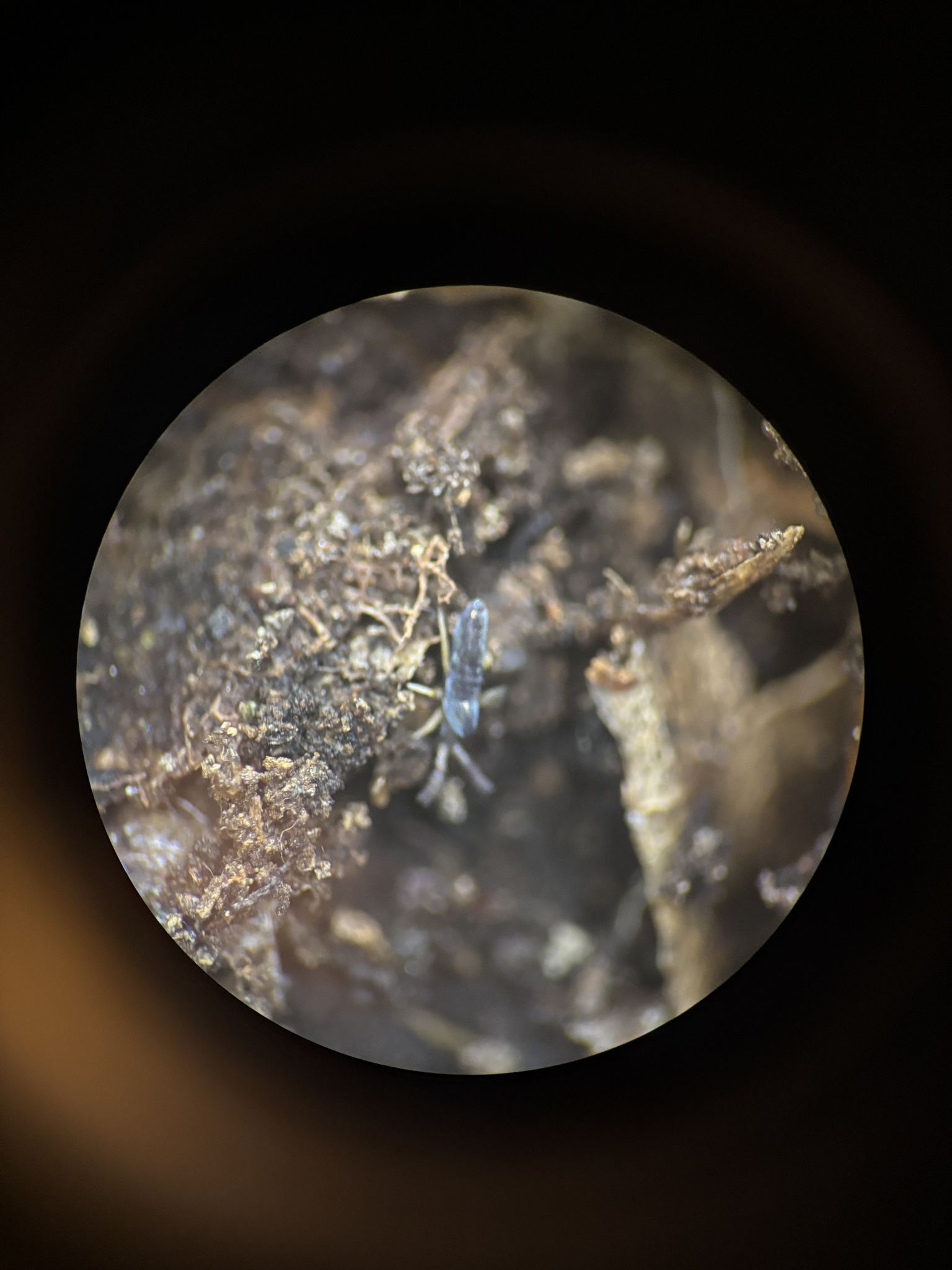 Lepidocyrtus paradoxus Uzel, 1890