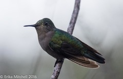 Orthorhyncus cristatus