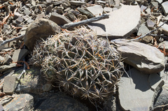 Echinopsis obrepanda