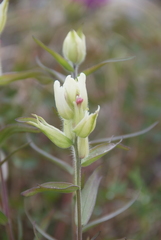 Castilleja tenella