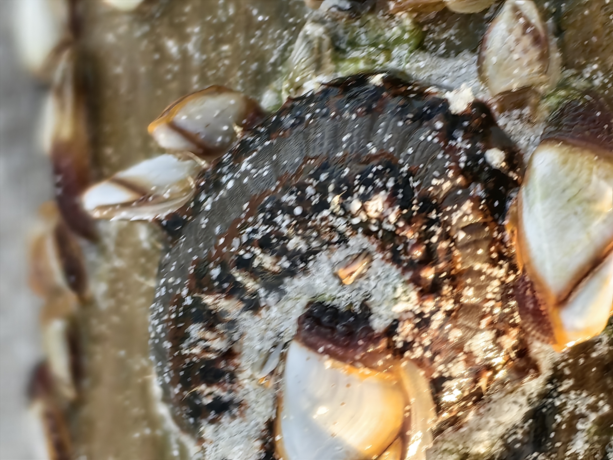 Amphinome rostrata (Pallas, 1766)
