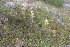 Castilleja tenella