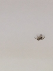 Menemerus bivittatus