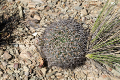 Echinopsis obrepanda