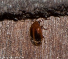 Prionocyphon limbatus