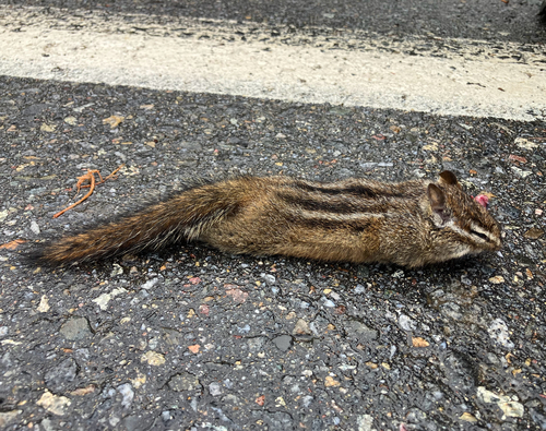 Merriam's Chipmunk observed by vireolanius