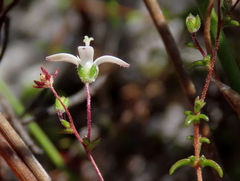 Wahlenbergia pyrophila