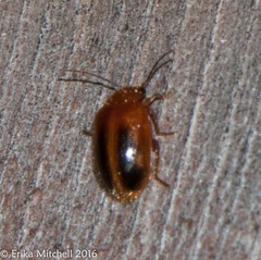 Prionocyphon limbatus