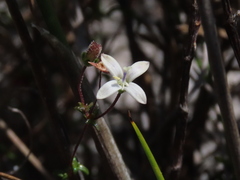 Wahlenbergia pyrophila