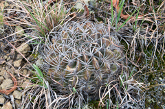 Echinopsis obrepanda