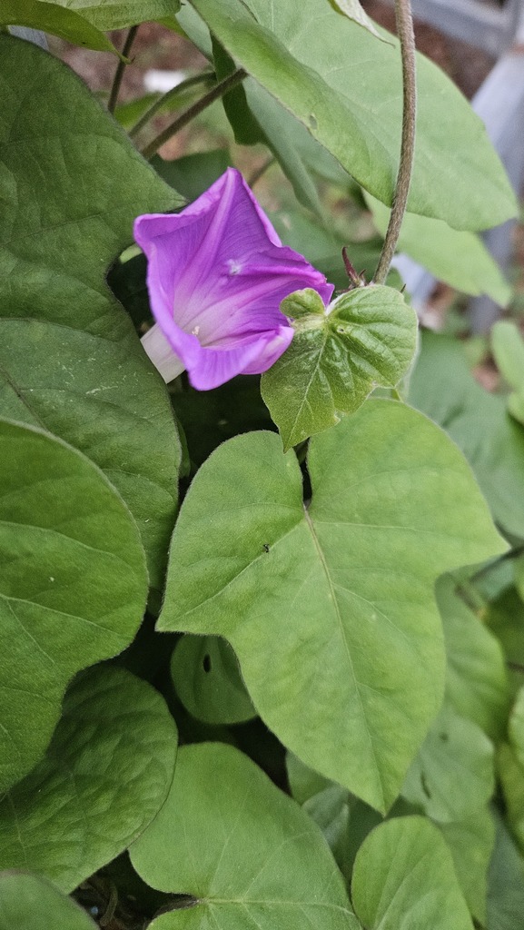 Bìm tím – Ipomoea indica