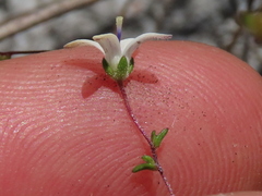 Wahlenbergia pyrophila