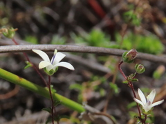 Wahlenbergia pyrophila