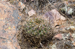 Echinopsis obrepanda