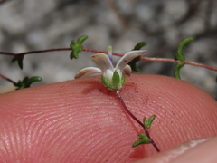 Wahlenbergia pyrophila