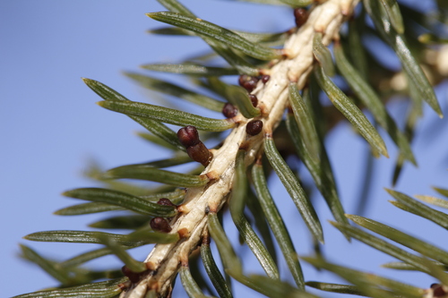 Eastern Dwarf-mistletoe (Arceuthobium pusillum)