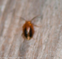 Prionocyphon limbatus