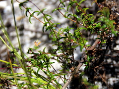 Wahlenbergia pyrophila