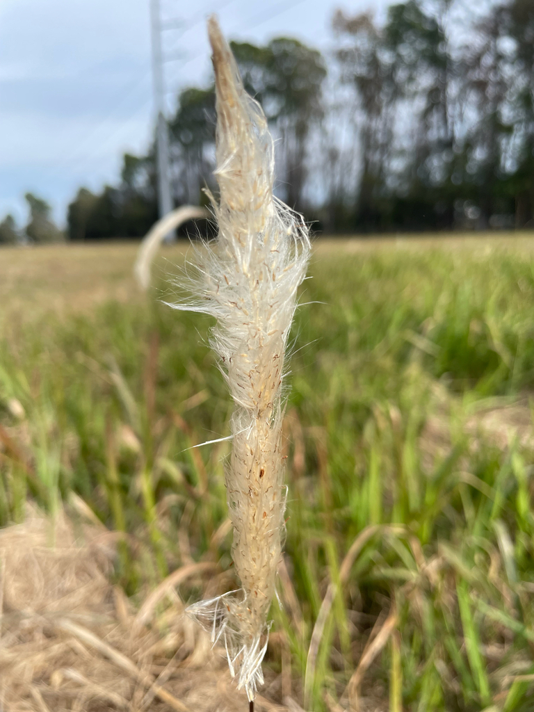 Foto de capim-cogon