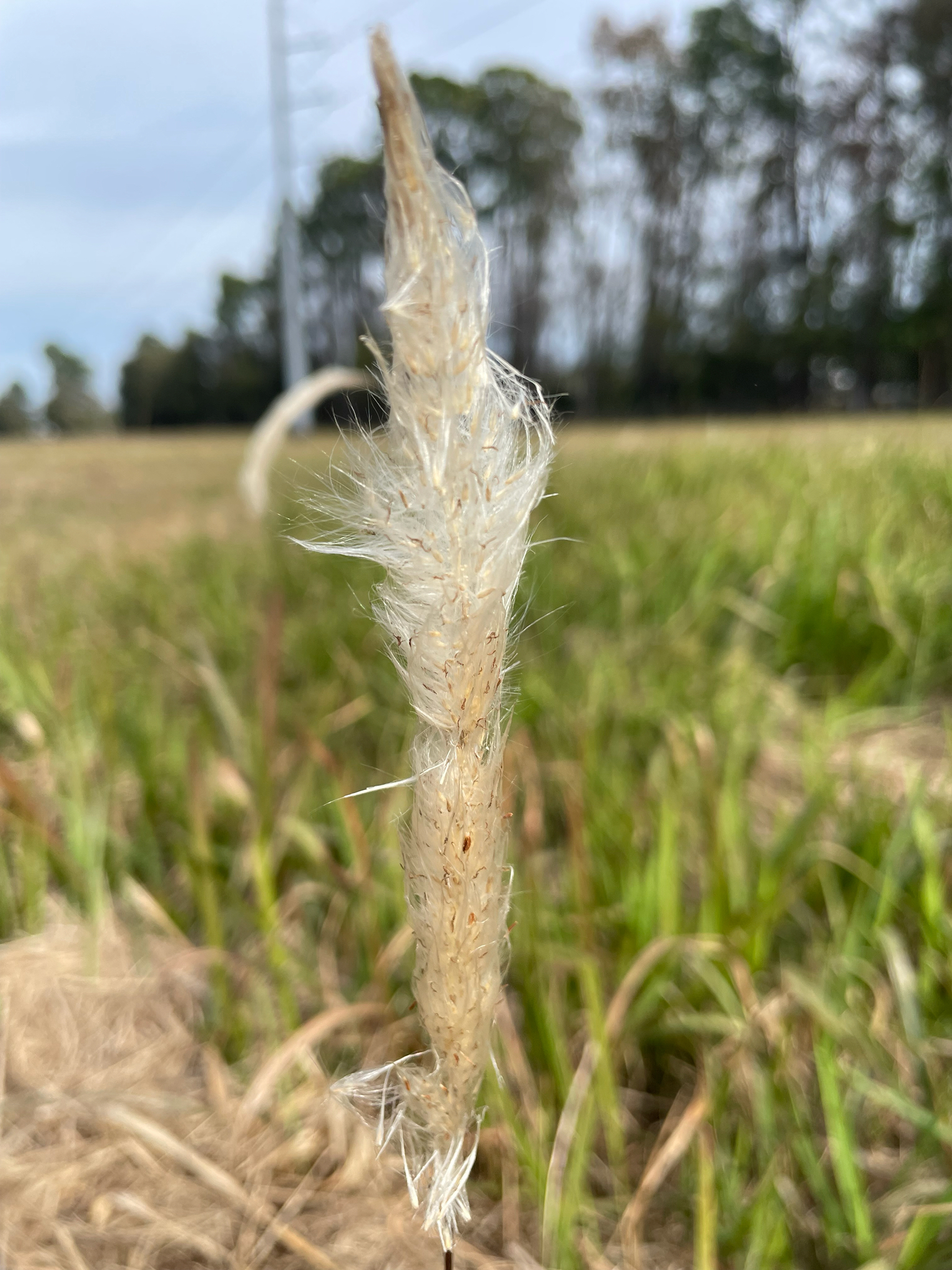Imagem de capim-cogon