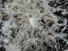 Usnea florida