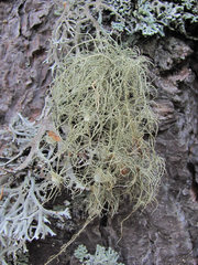 Usnea florida