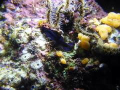 Pseudobiceros splendidus