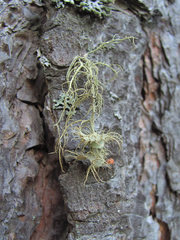 Usnea florida