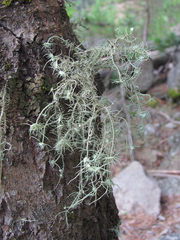 Usnea florida