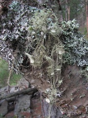 Usnea florida