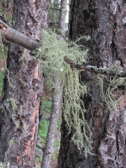 Usnea florida