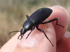 Eleodes carbonaria soror